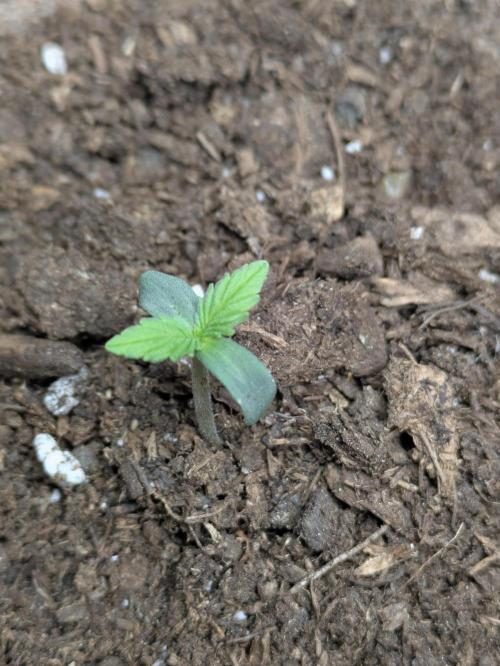 Orange Diesel. Week 1