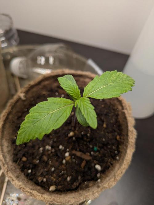 First Grow! Orange Diesel. Week 1