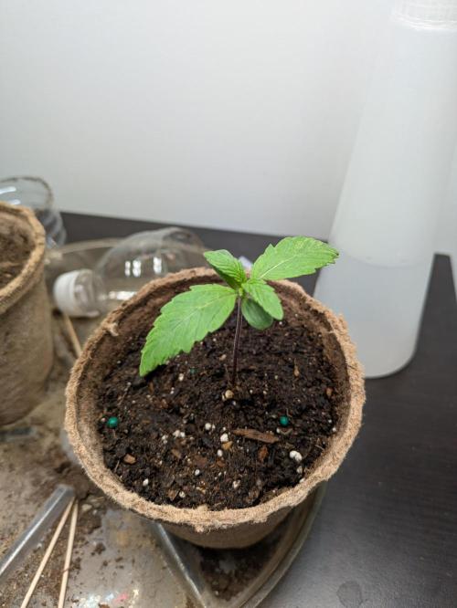 First Grow! Orange Diesel. Week 1