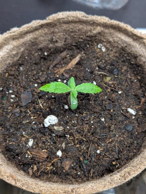 First Grow!. Week 2
