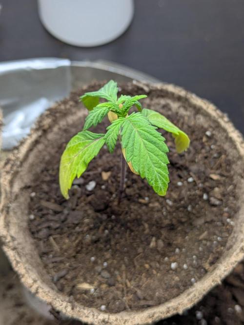 First Grow!. Week 2