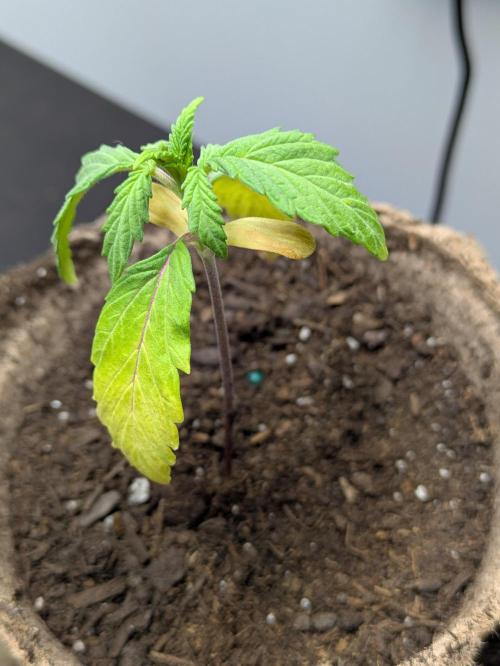 First Grow!. Week 2
