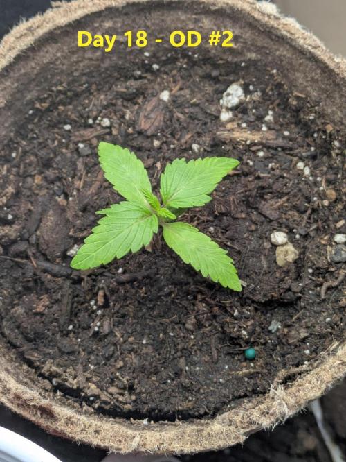 First Grow!. Week 3
