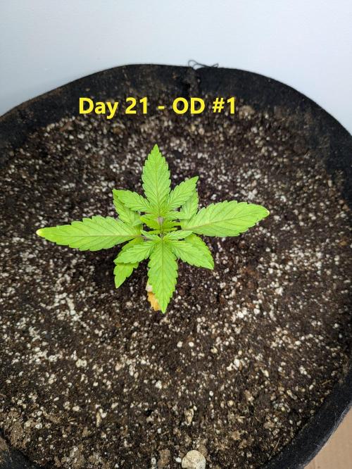 First Grow!. Week 3