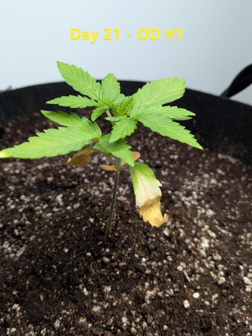 First Grow!. Week 3