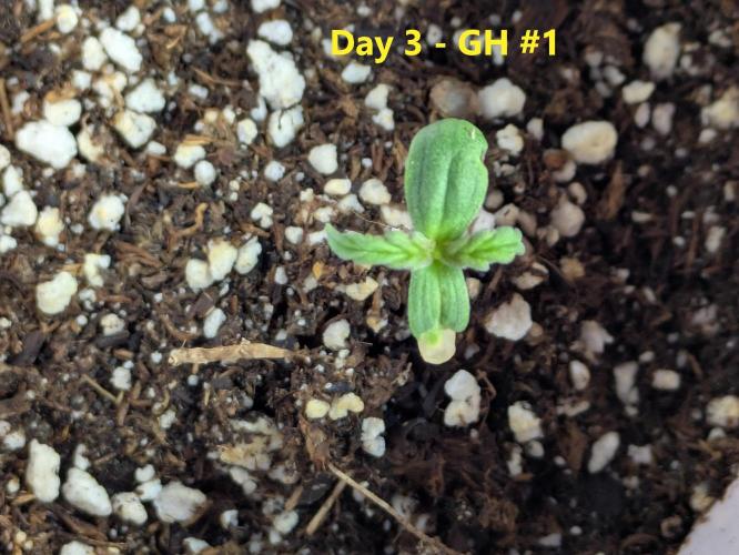 First Grow!. Week 3