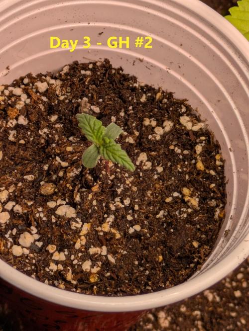 First Grow!. Week 3