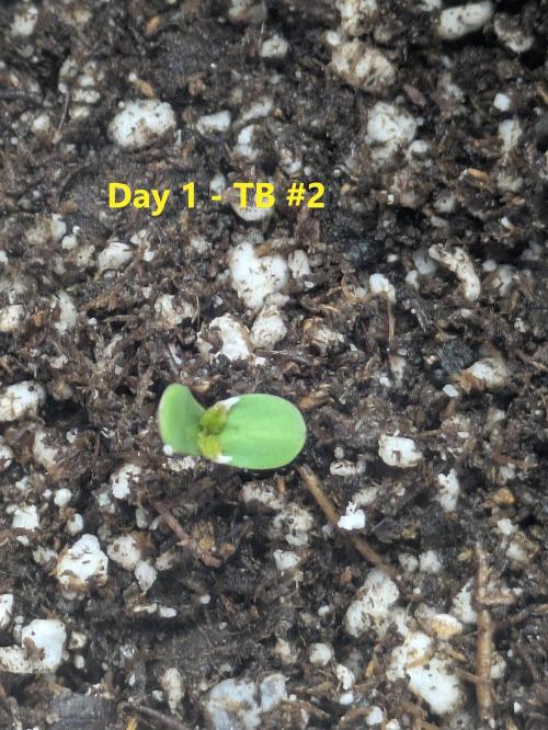 First Grow!. Week 3