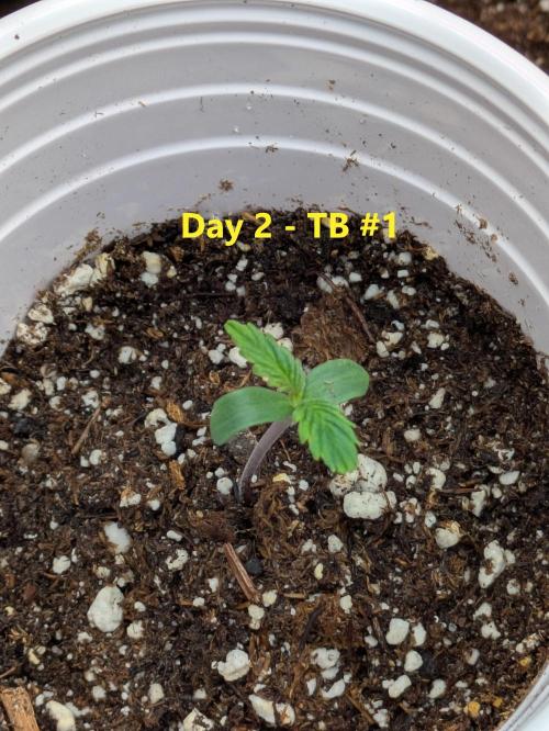 First Grow!. Week 3