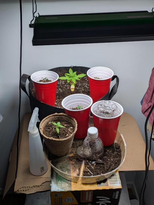 First Grow!. Week 3 - The setup
