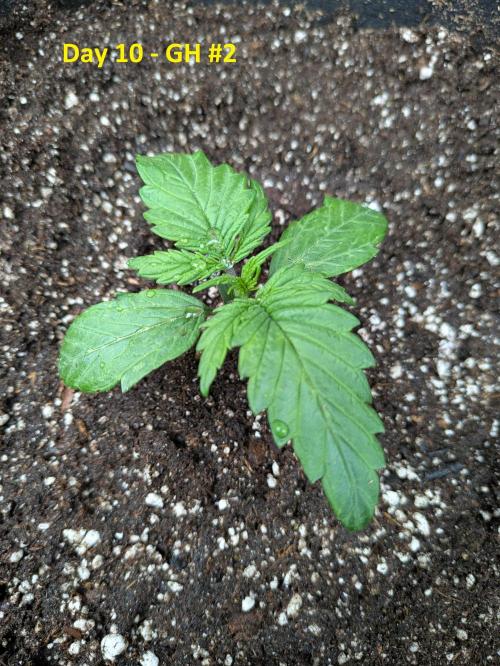 First Grow!. Week 4