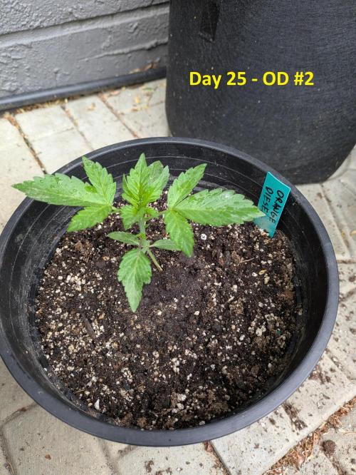 First Grow!. Week 4