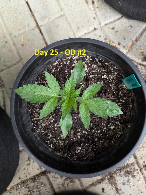 First Grow!. Week 4