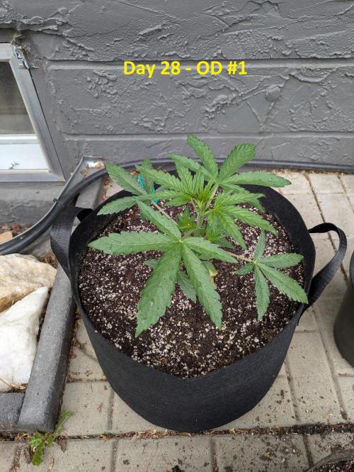 First Grow!. Week 4