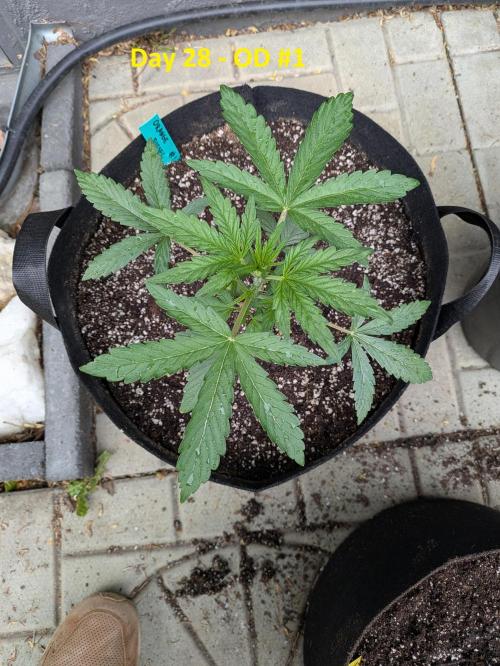 First Grow!. Week 4