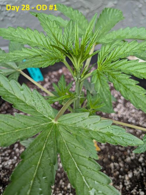 First Grow!. Week 4 - Preflowering?