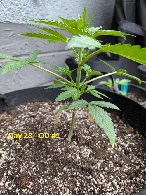 First Grow!. Week 4