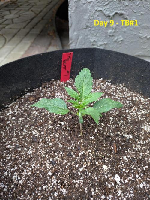 First Grow!. Week 4