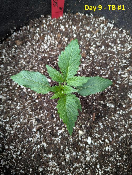 First Grow!. Week 4