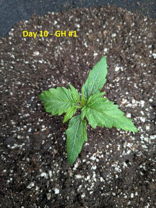 First Grow!. Week 4
