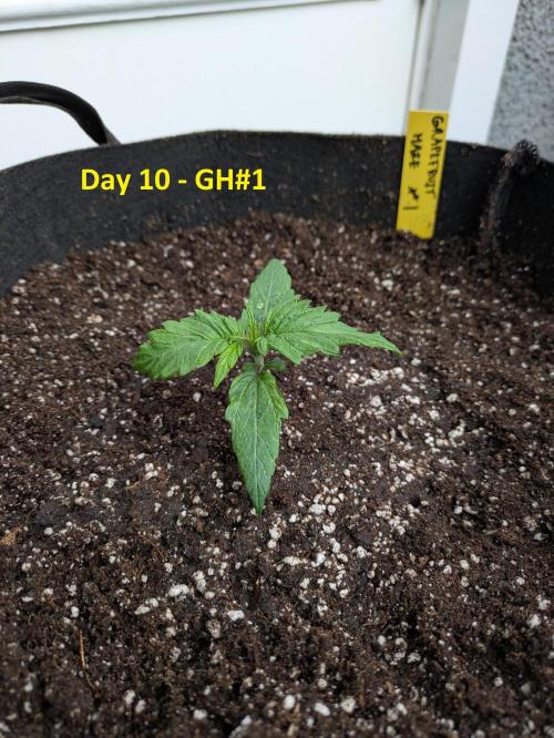 First Grow!. Week 4