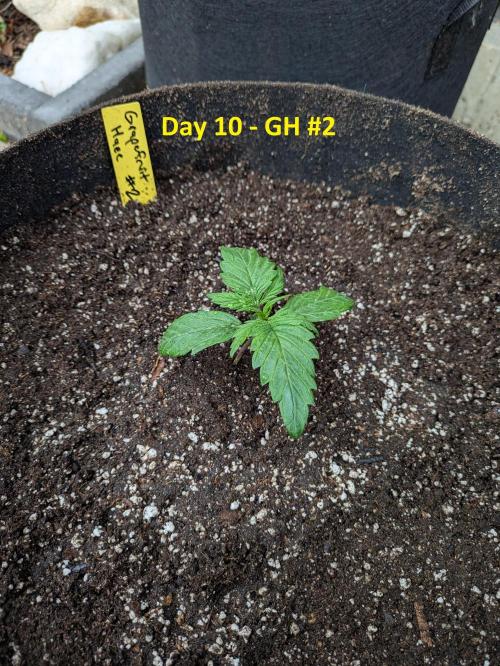 First Grow!. Week 4