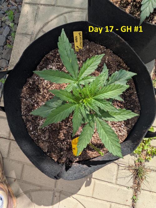 First Grow!. Week 5