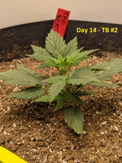 First Grow!. Week 5
