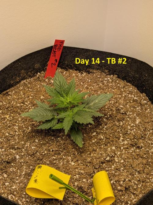 First Grow!. Week 5