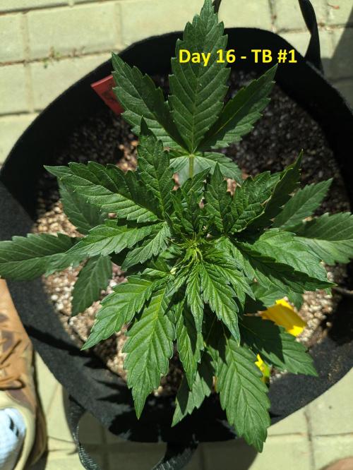 First Grow!. Week 5