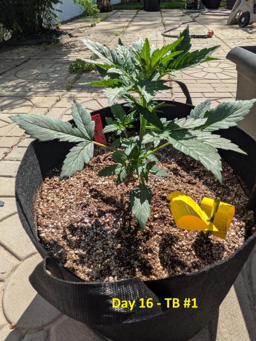 First Grow!. Week 5