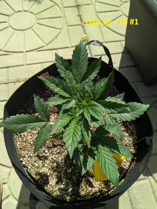 First Grow!. Week 5