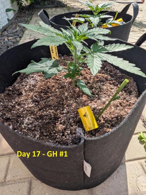 First Grow!. Week 5