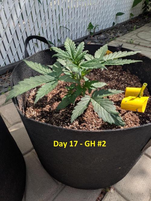 First Grow!. Week 5