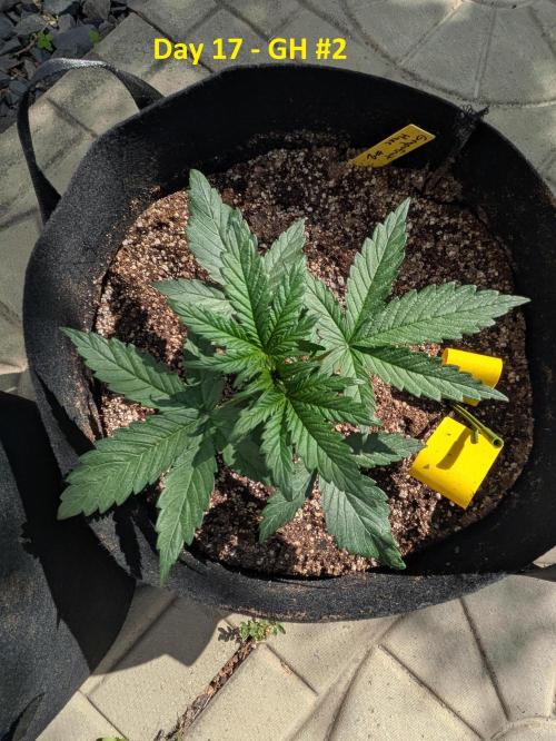First Grow!. Week 5