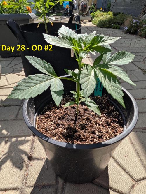 First Grow!. Week 5