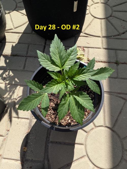 First Grow!. Week 5