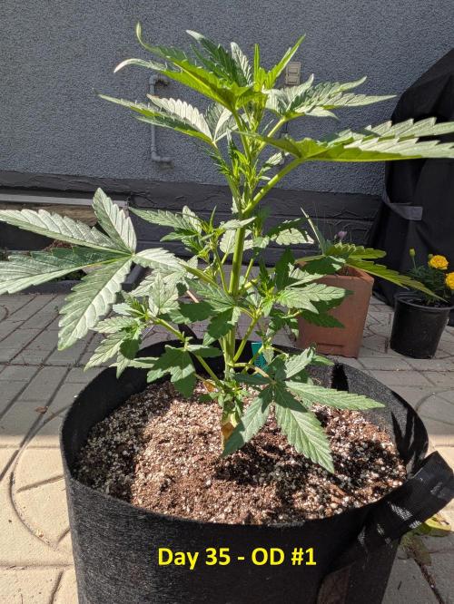 First Grow!. Week 5