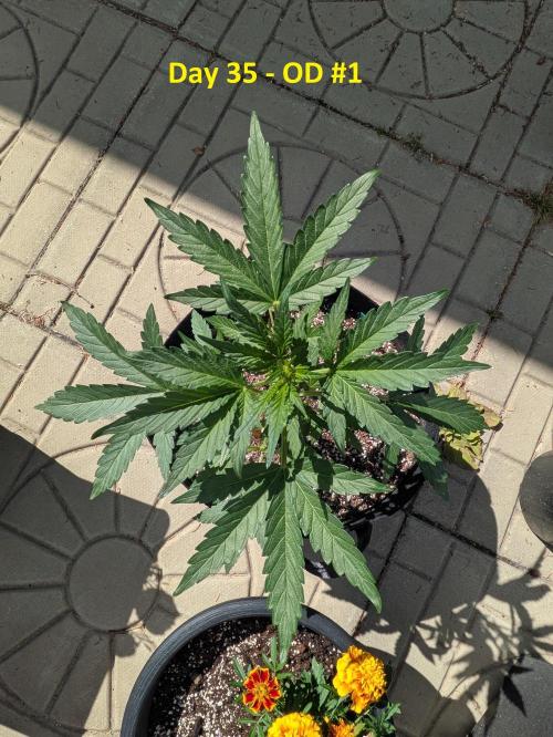 First Grow!. Week 5