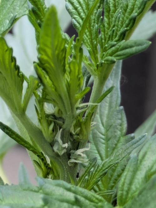 First Grow!. Week 5