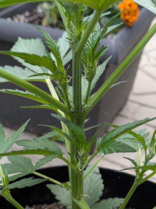First Grow!. Week 5