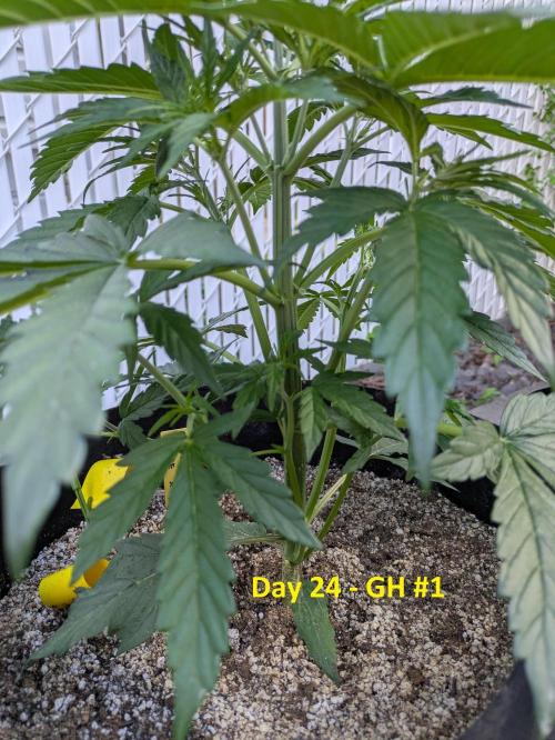 First Grow!. Week 6