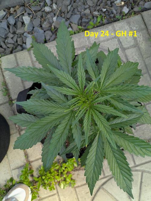 First Grow!. Week 6