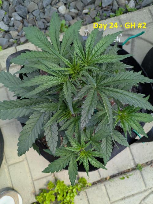 First Grow!. Week 6