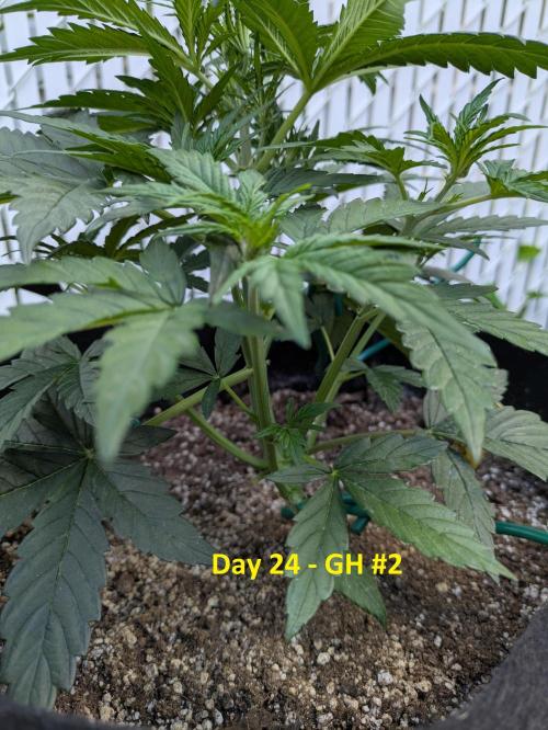 First Grow!. Week 6
