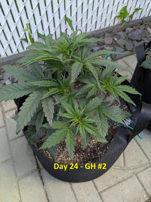 First Grow!. Week 6