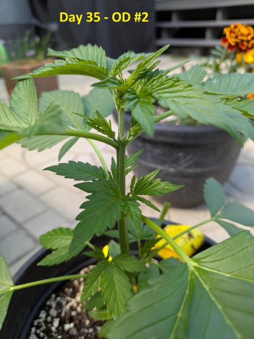First Grow!. Week 6