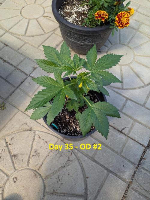 First Grow!. Week 6