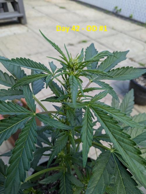 First Grow!. Week 6