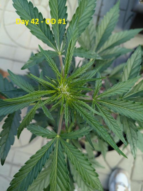 First Grow!. Week 6
